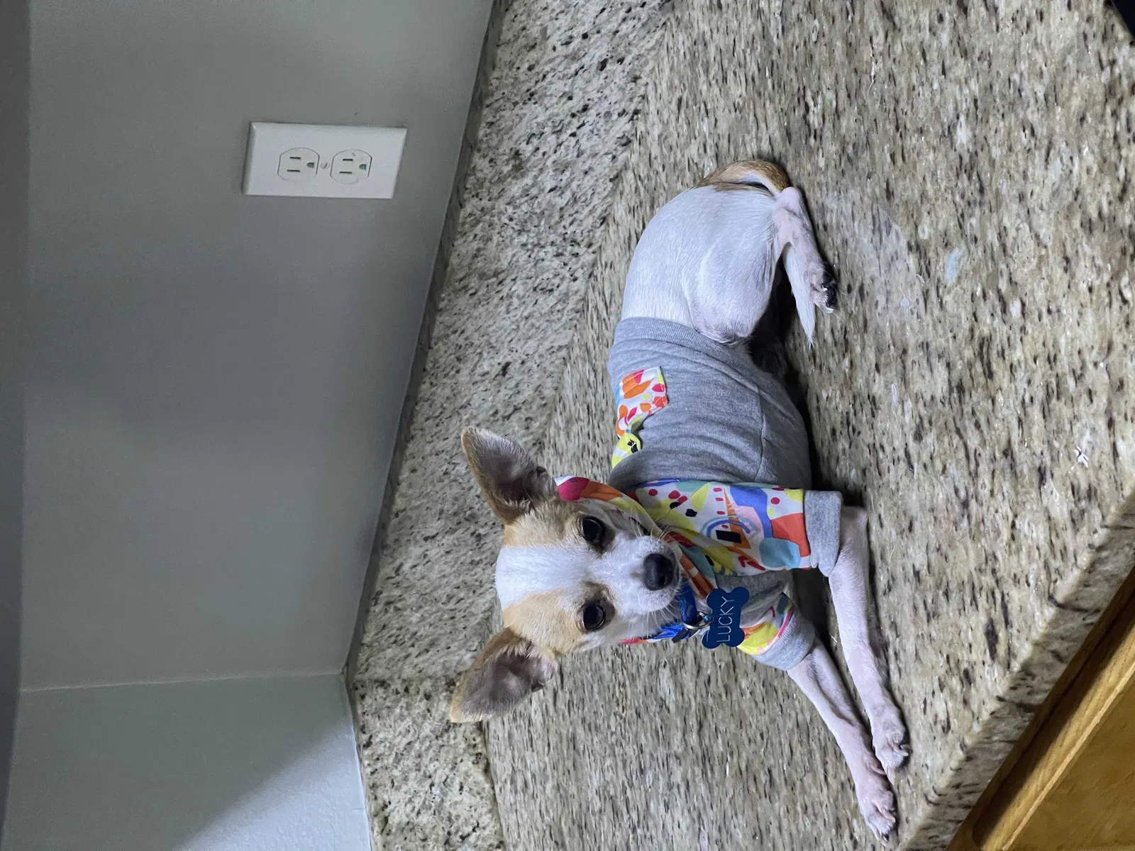 Lost dog in Lutz, FL, 33549