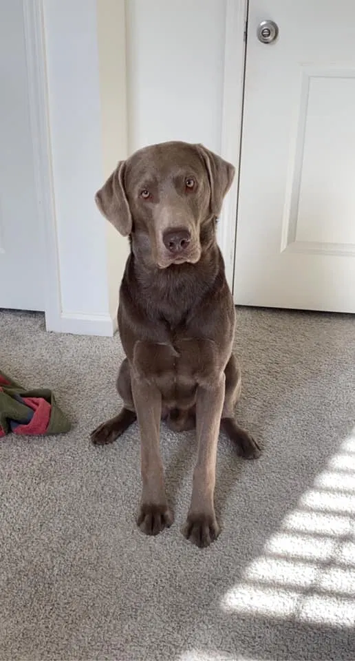 Lost dog in Hardy, AR, 72542