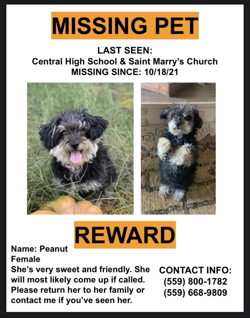Lost dog in Fresno, CA, 93722