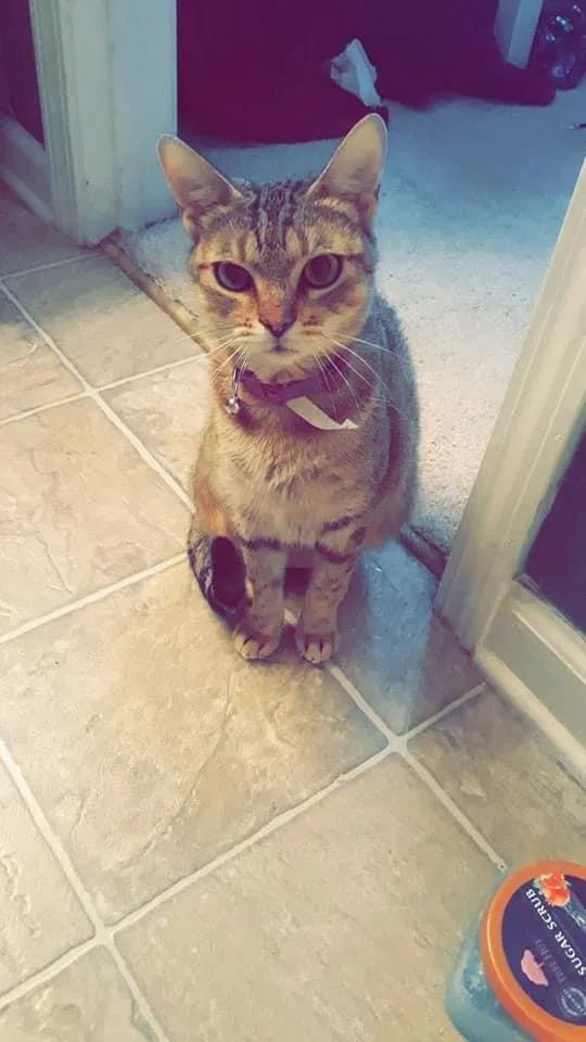 Lost cat in Cumming, GA, 30041