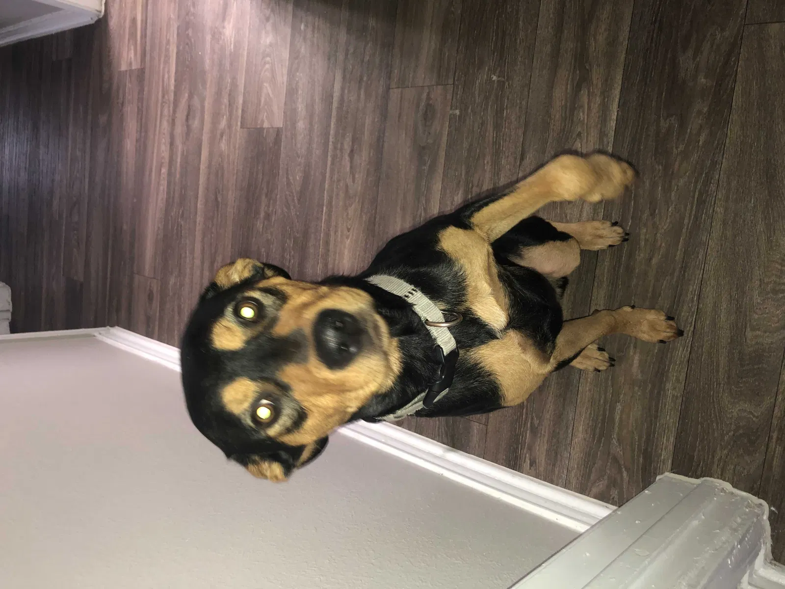Lost dog in San Antonio, TX, 78247