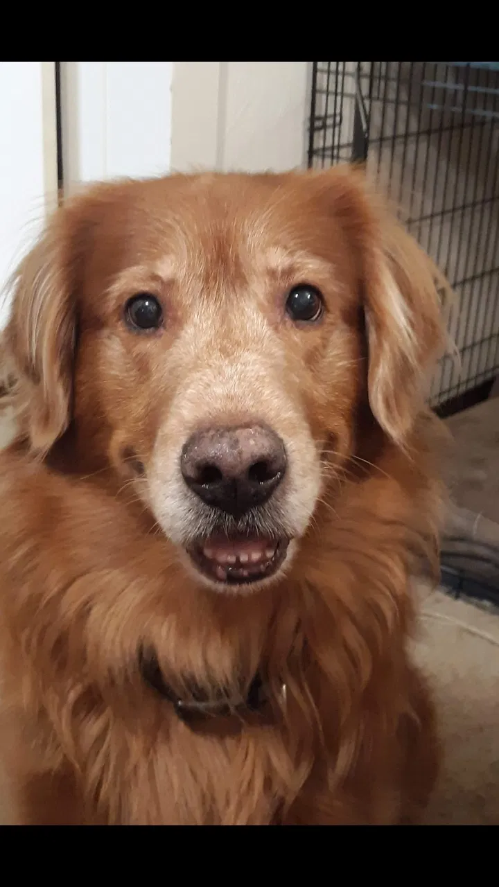 Lost dog in Mckeesport, PA, 15132