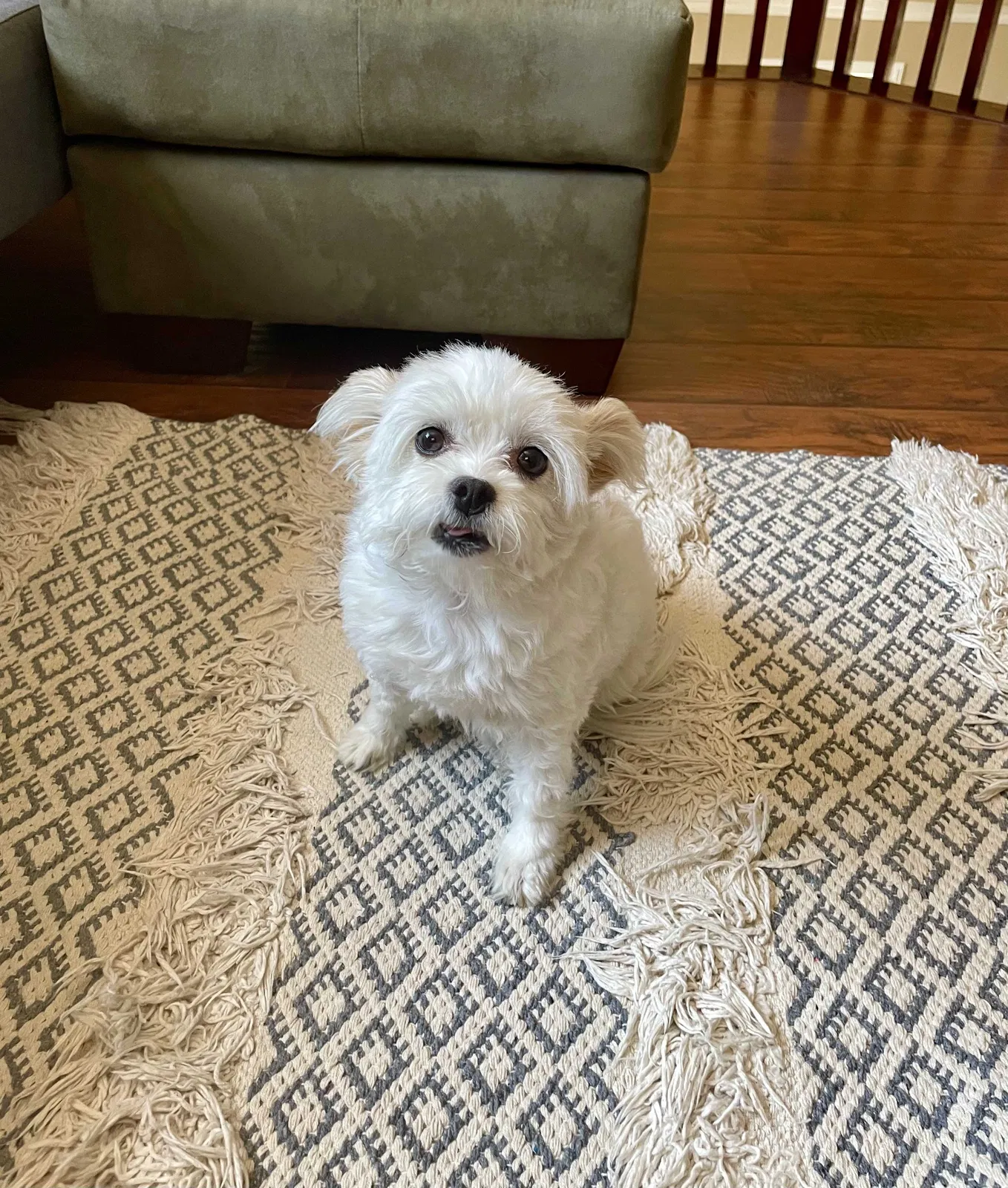 Lost dog in Perris, CA, 92570