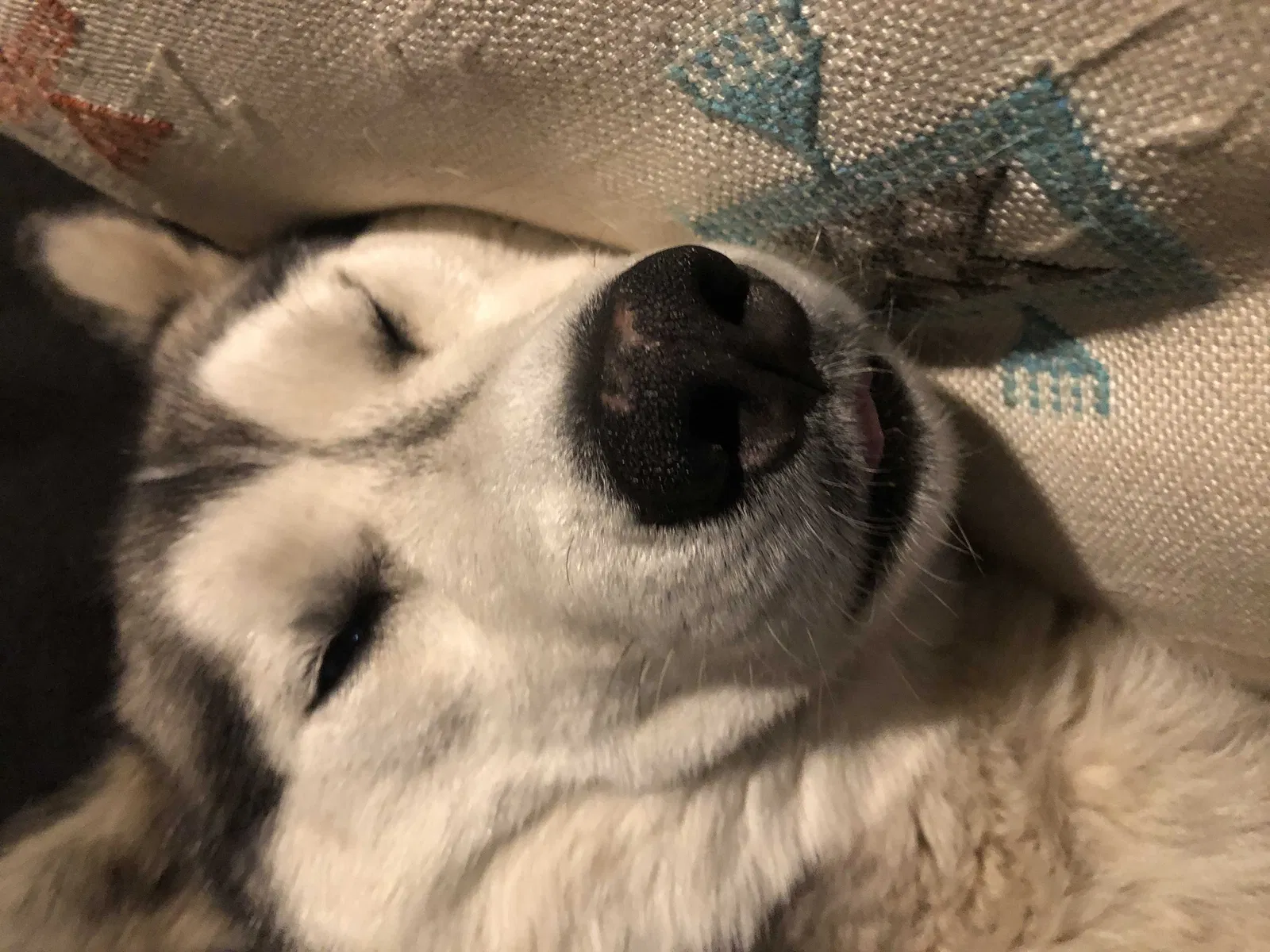Found dog in Pinon Hills, CA, 92372