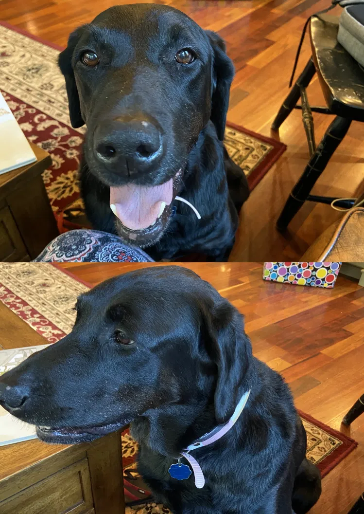 Lost dog in Winnsboro, SC, 29180