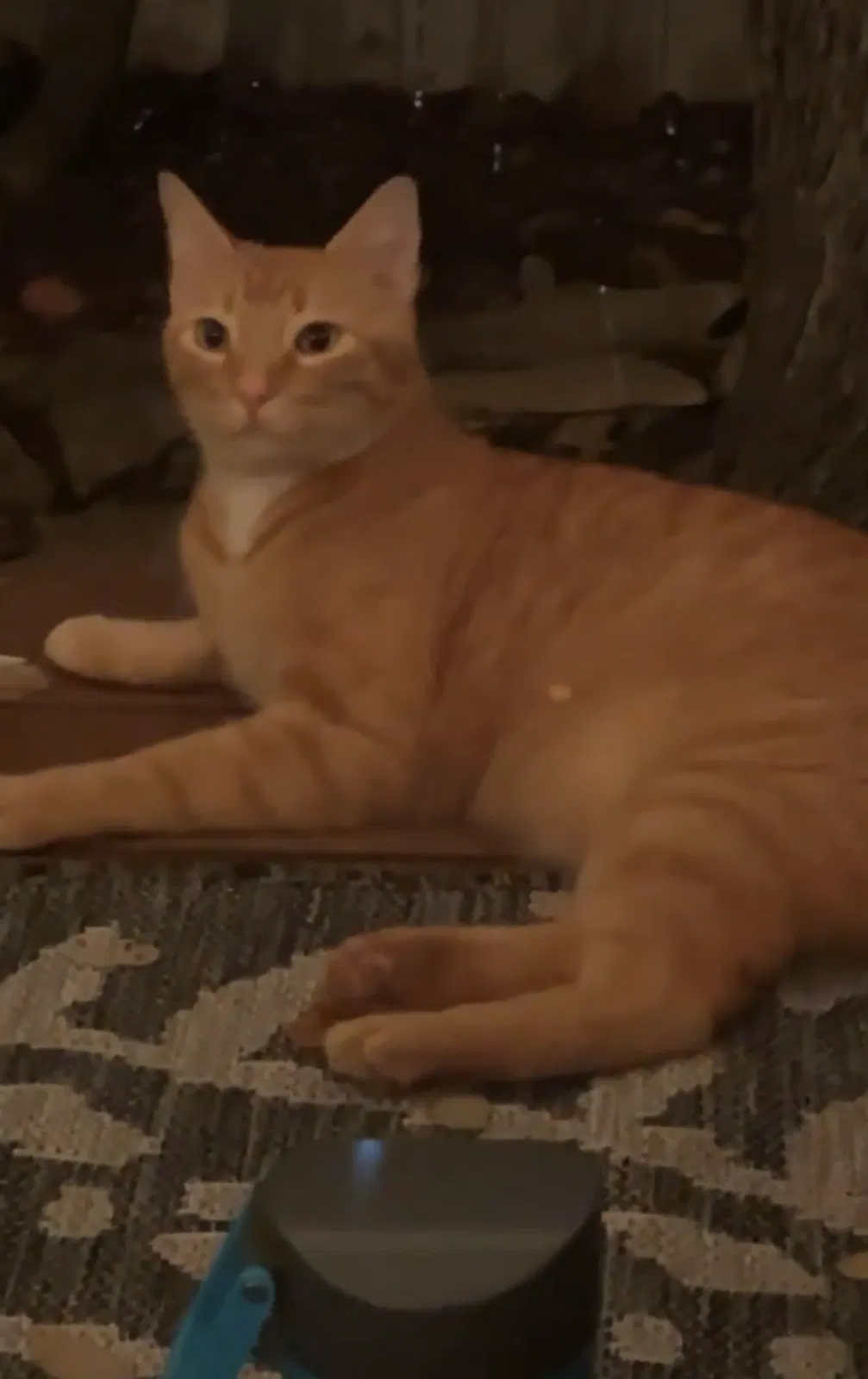 Lost cat in San Antonio, TX, 78254