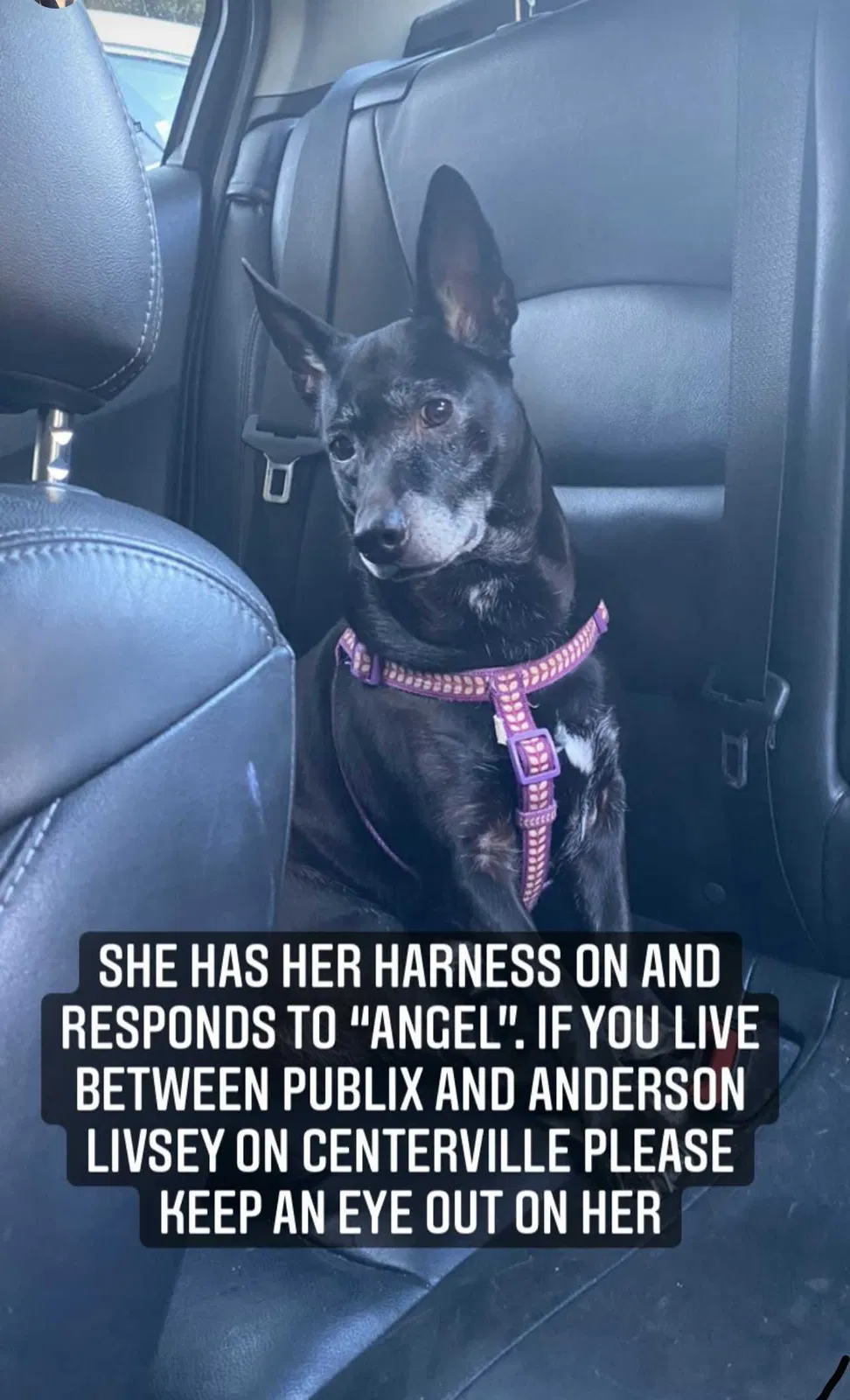 Lost dog in Snellville, GA, 30039