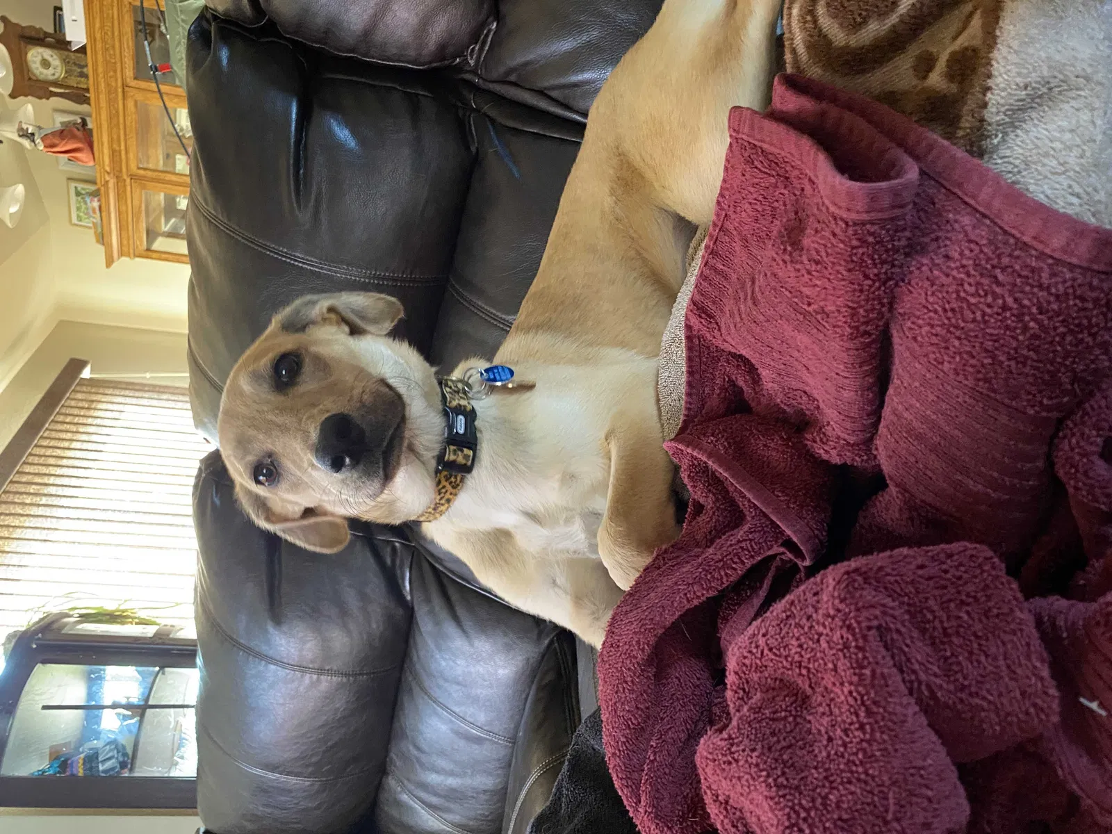 Lost dog in Wellington, CO, 80549