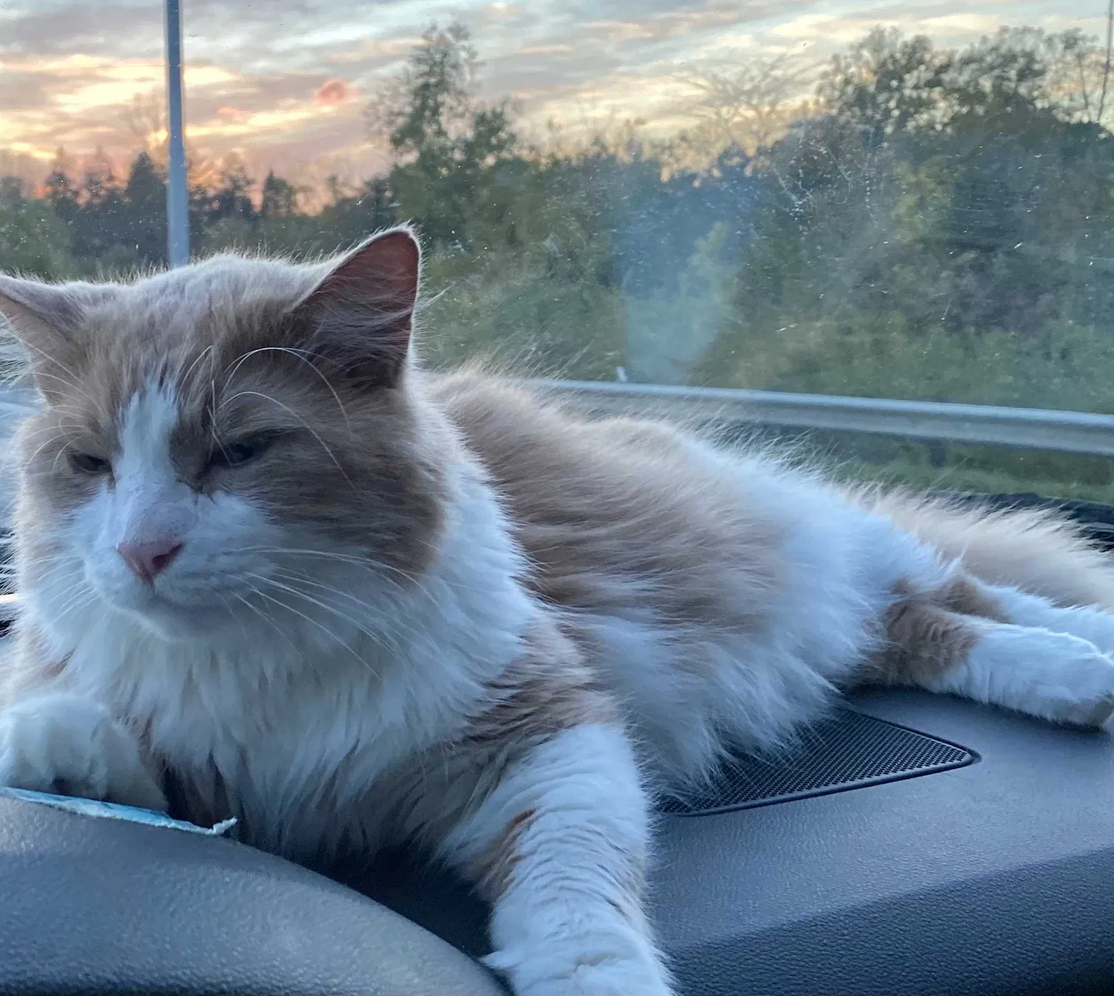 Lost cat in West Memphis, AR, 72301