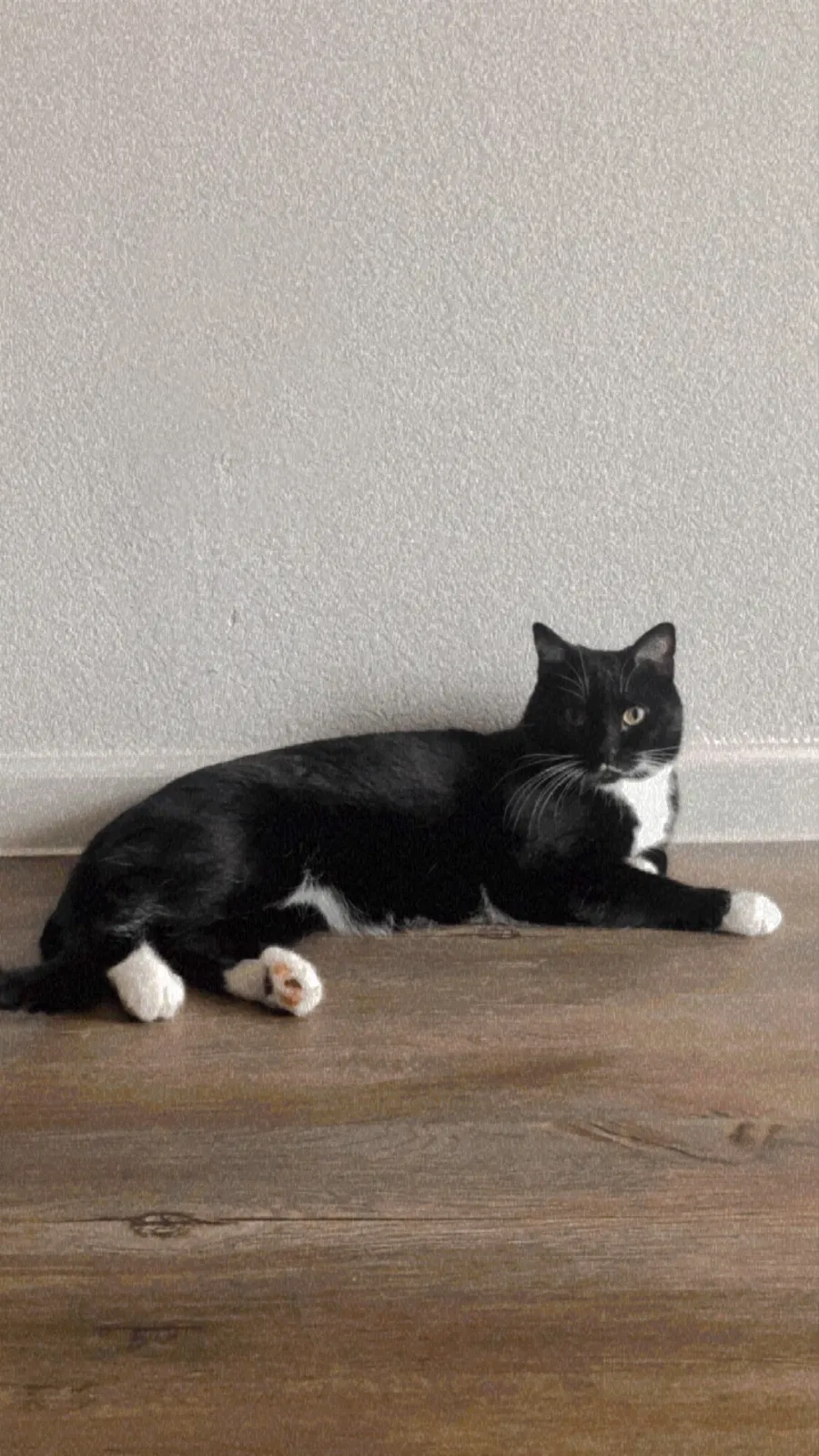 Lost cat in Crowley, TX, 76036