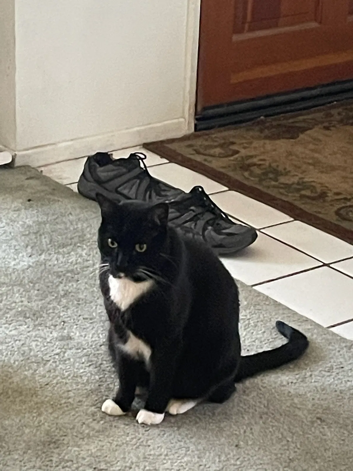 Lost cat in Rosamond, CA, 93560