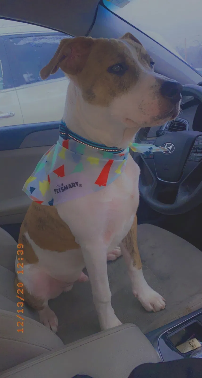 Lost dog in Wichita, KS, 67204