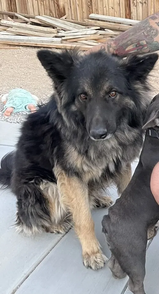 Lost dog in Victorville, CA, 92392