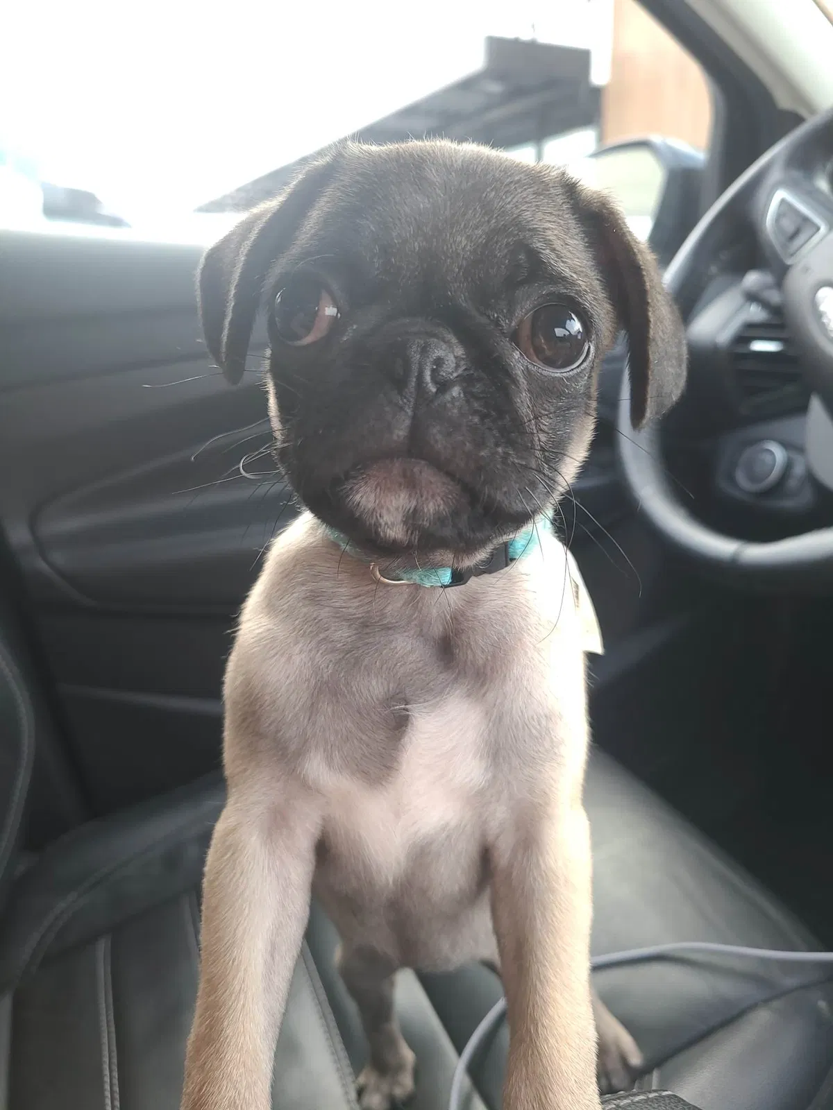 Lost dog in Houston, TX, 77066