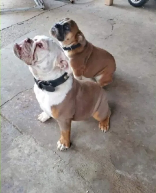 Lost dog in San Bernardino, CA, 92411