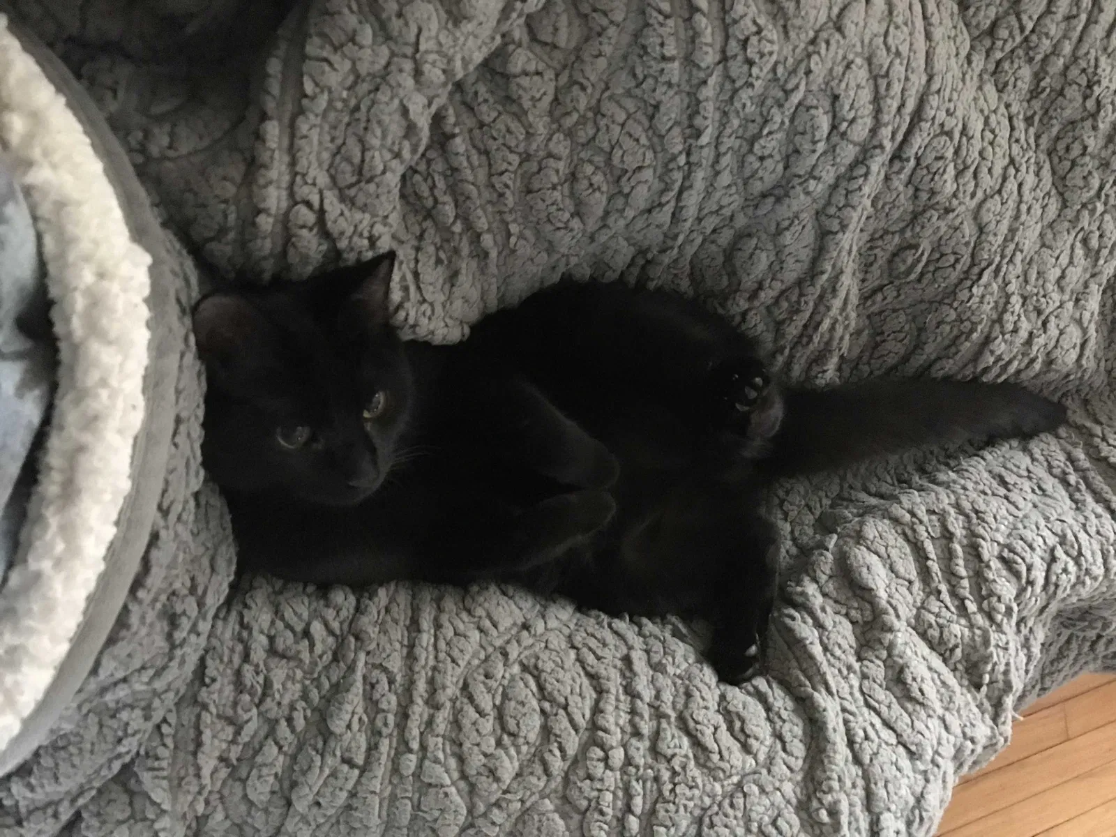 Lost cat in Taunton, MA, 2780