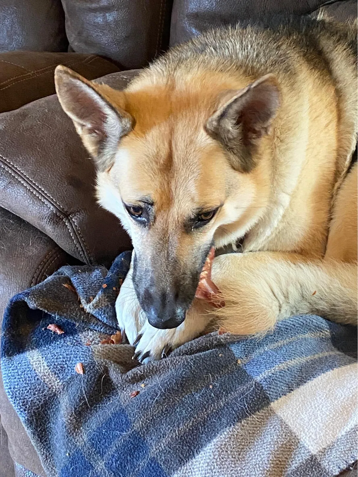 Lost dog in Pueblo, CO, 81007