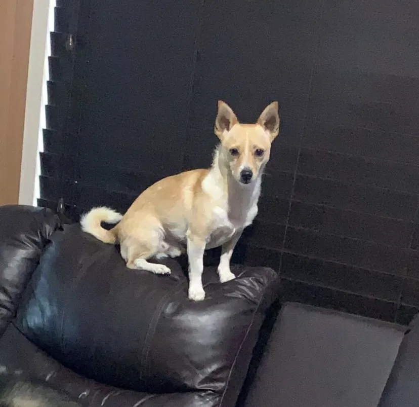 Lost dog in San Diego, CA, 92114