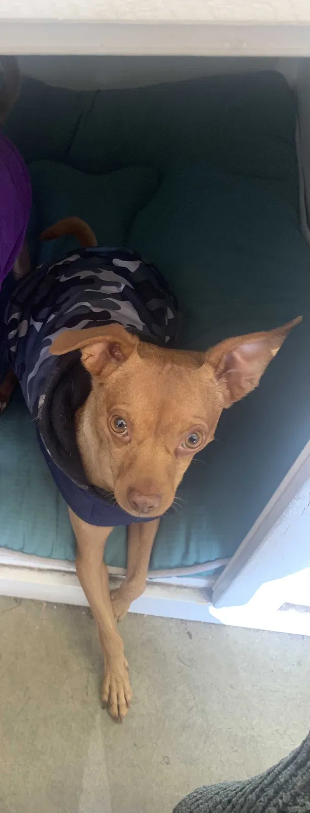 Lost dog in Lake Elsinore, CA, 92530