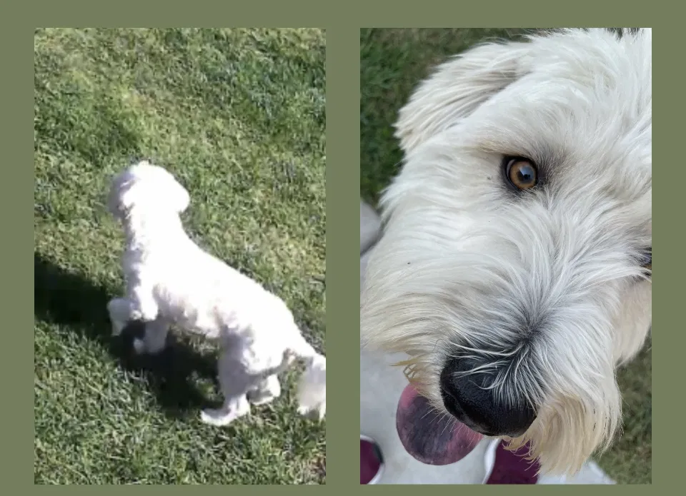Lost dog in Norwalk, CA, 90650