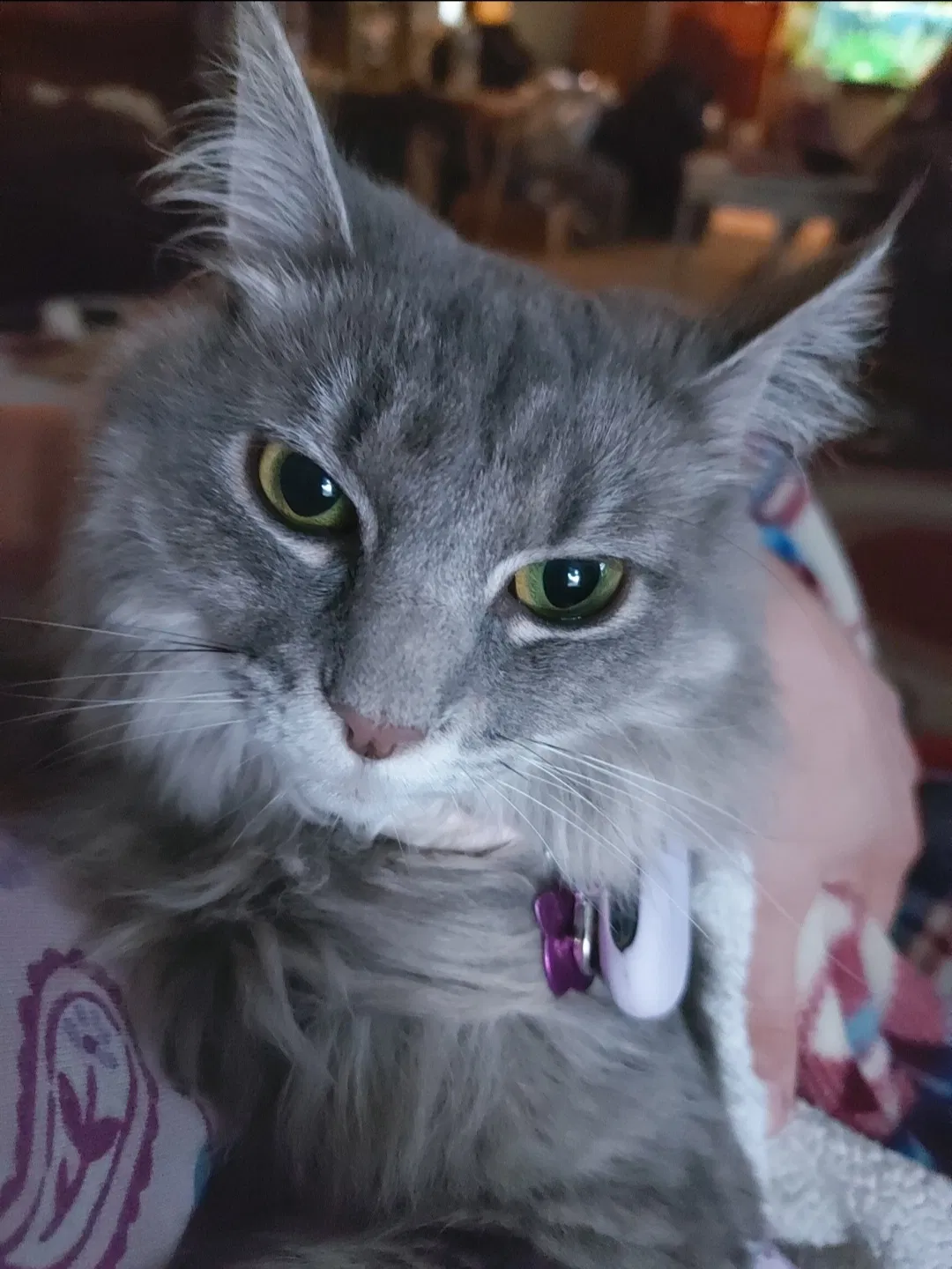 Lost cat in Belvidere, IL, 61008
