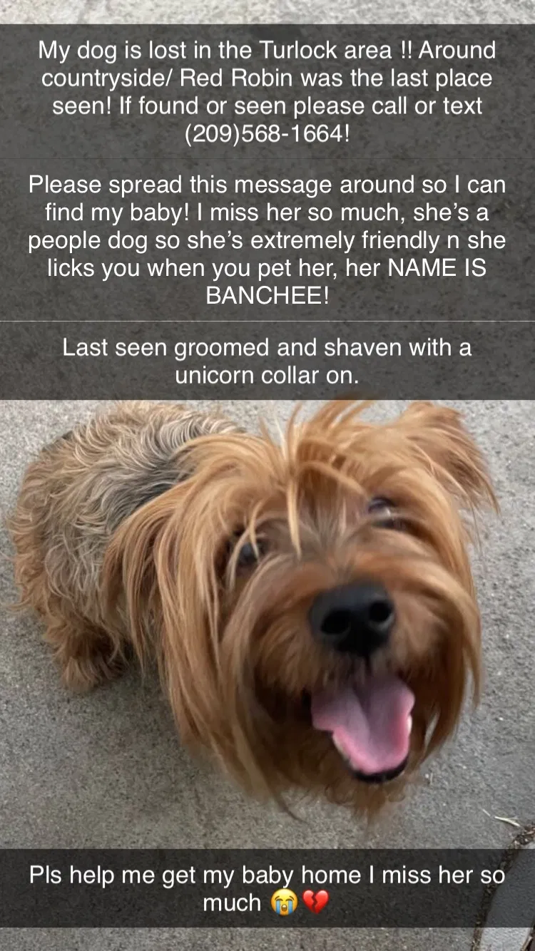 Lost dog in Turlock, CA, 95382