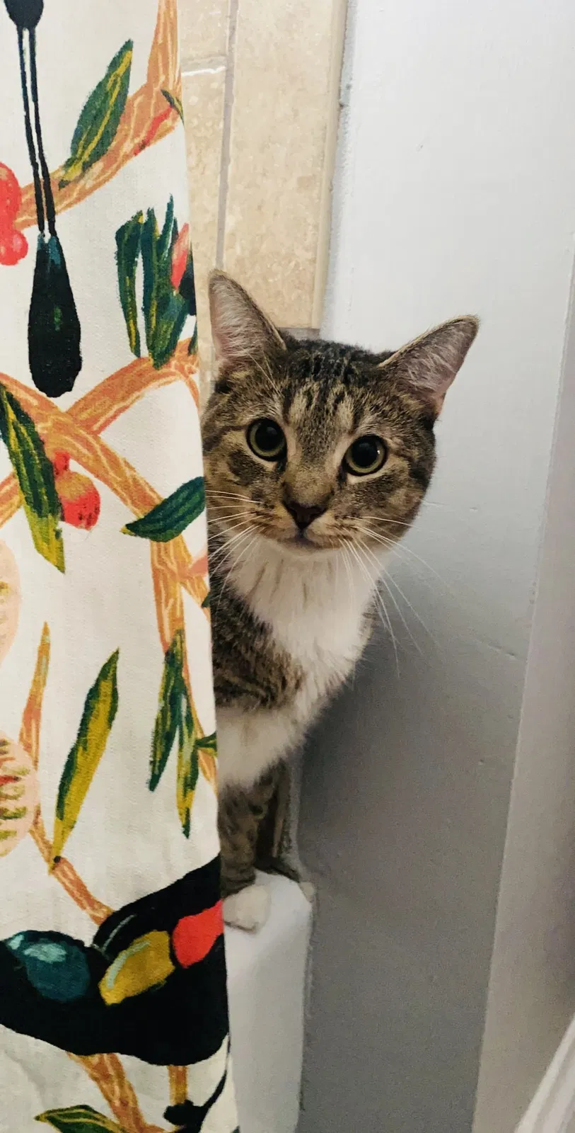 Lost cat in Chicago, IL, 60640