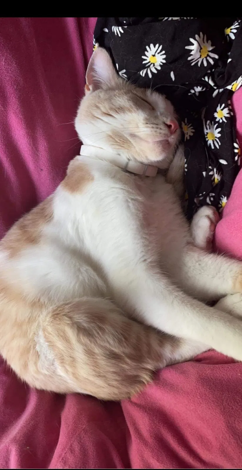 Lost cat in Belvidere, IL, 61008