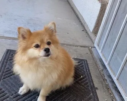 Lost dog in Peoria, AZ, 85345