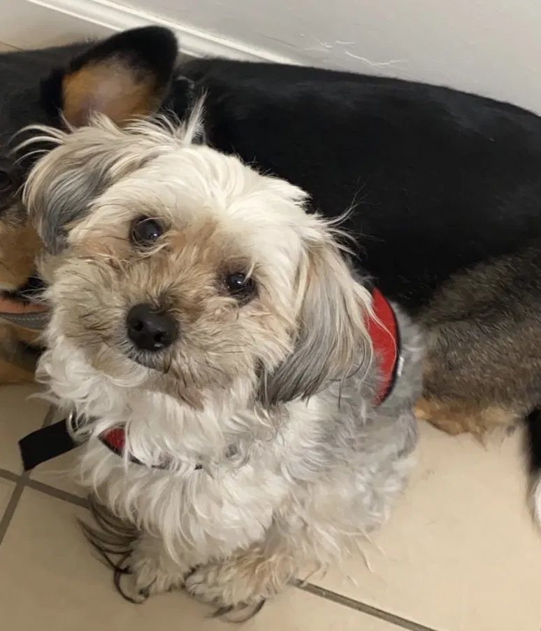 Lost dog in Santa Clara, CA, 95051