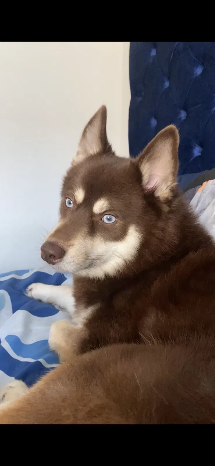 Lost dog in Inglewood, CA, 90305