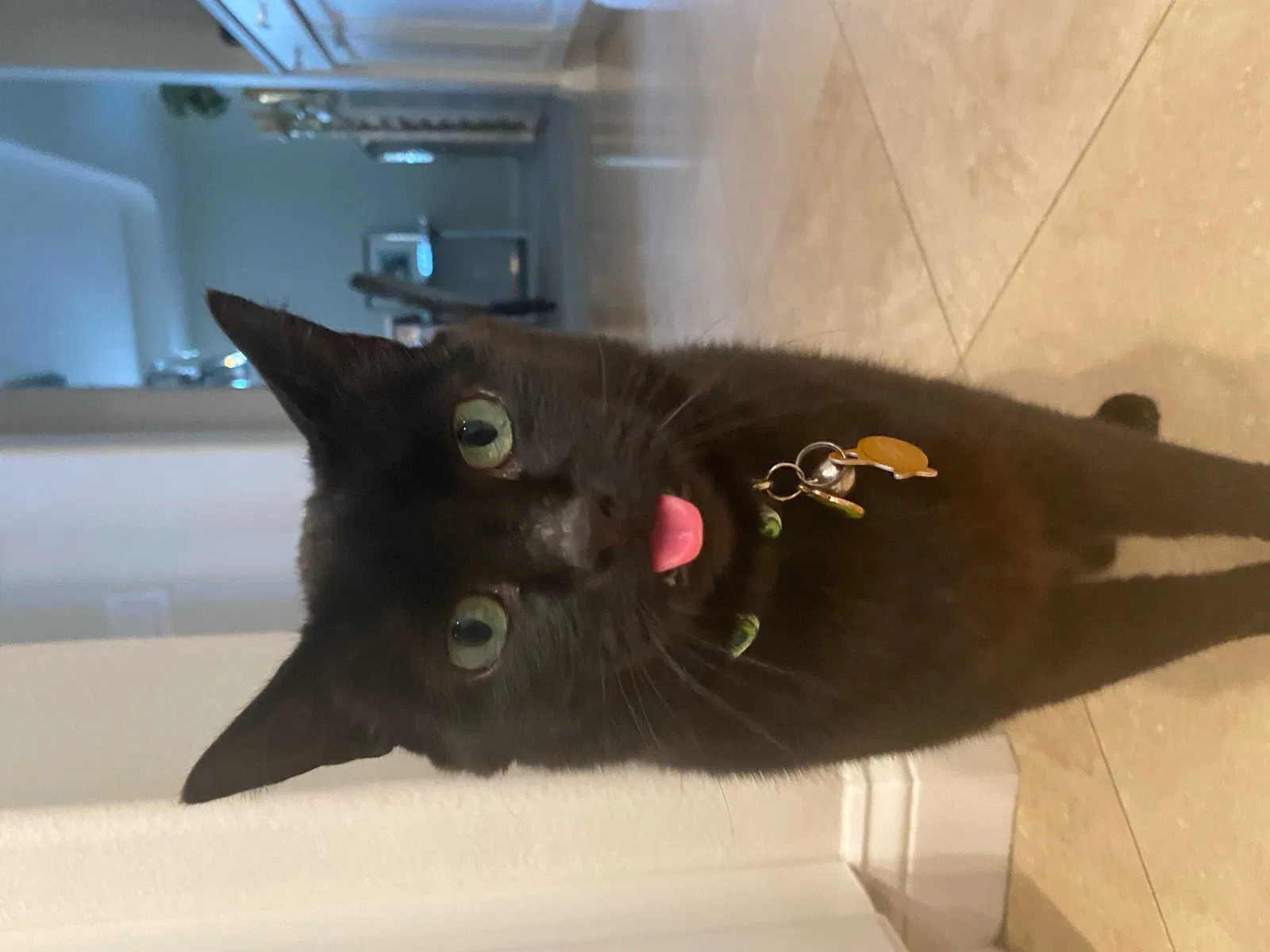 Lost cat in Huntington Beach, CA, 92648