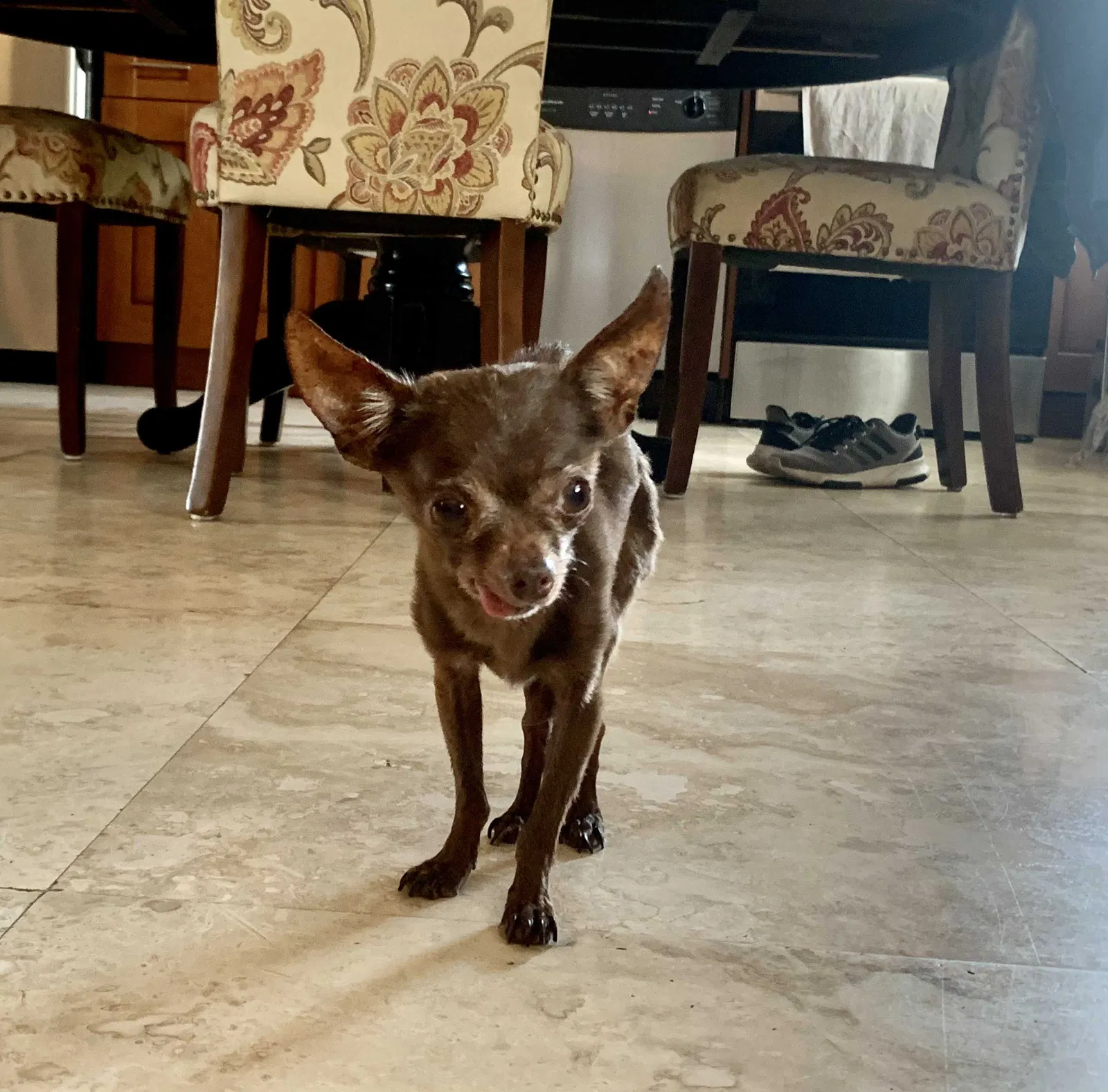 Lost dog in Fort Lauderdale, FL, 33304