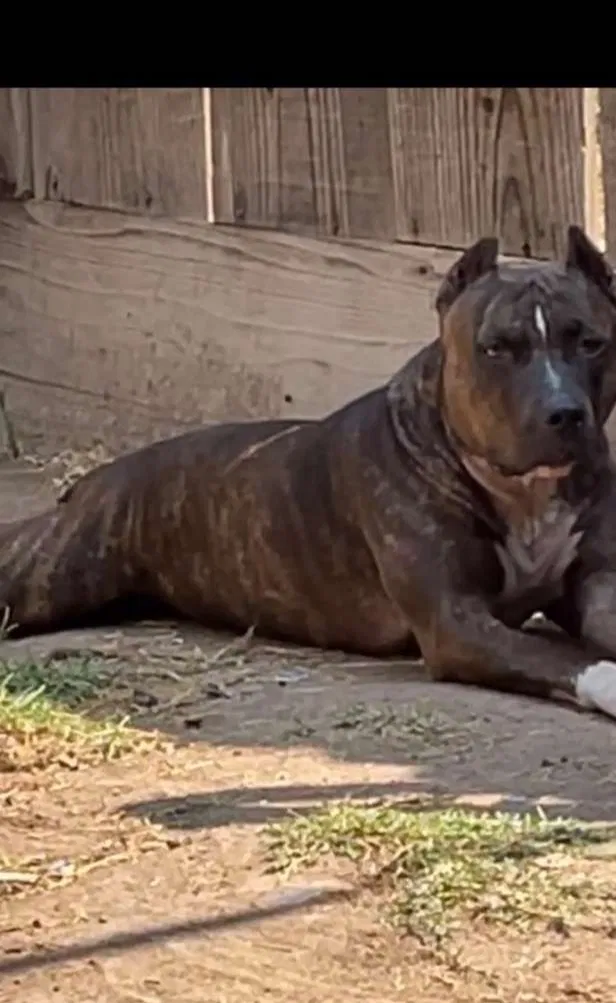 Lost dog in Hickman, CA, 95323