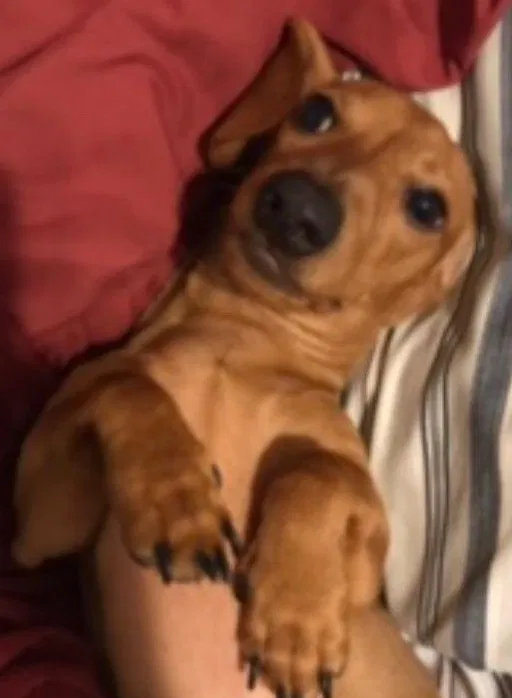 Lost dog in Highlands, TX, 77562