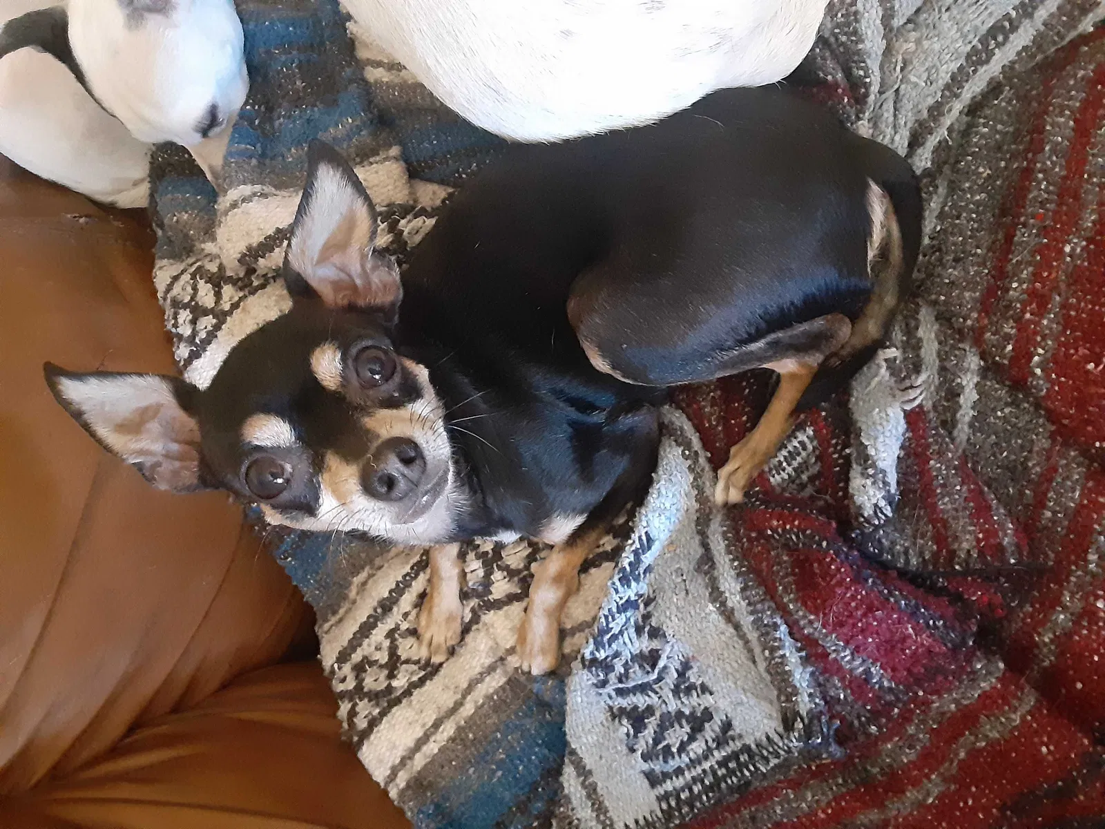 Lost dog in Glendale, AZ, 85303