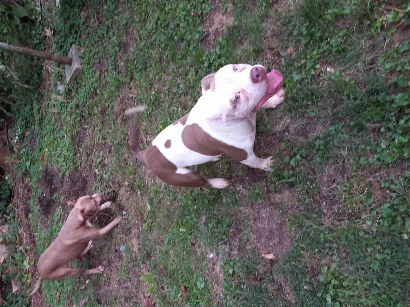Lost dog in Mckeesport, PA, 15132