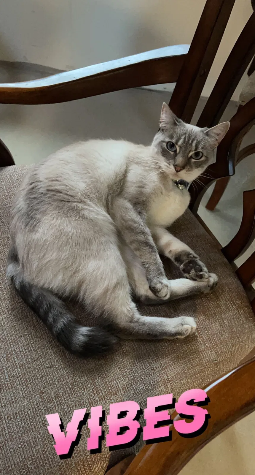 Lost cat in Kent, WA, 98042