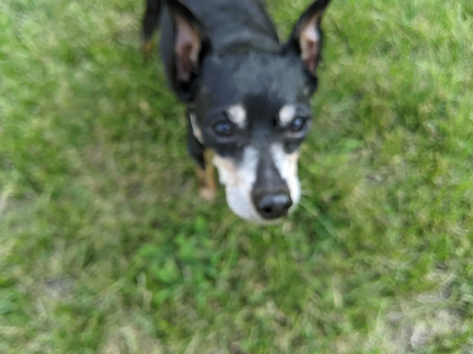 Lost dog in Des Moines, IA, 50317