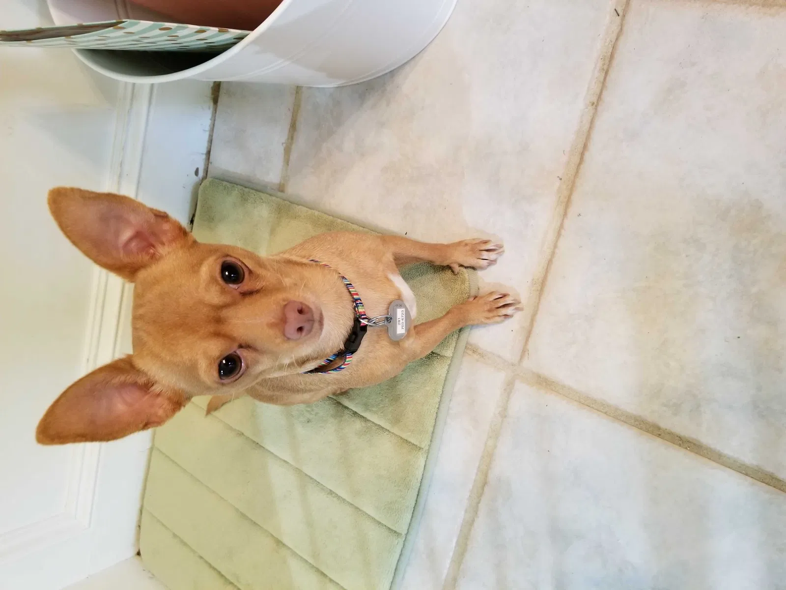 Lost dog in Humble, TX, 77346