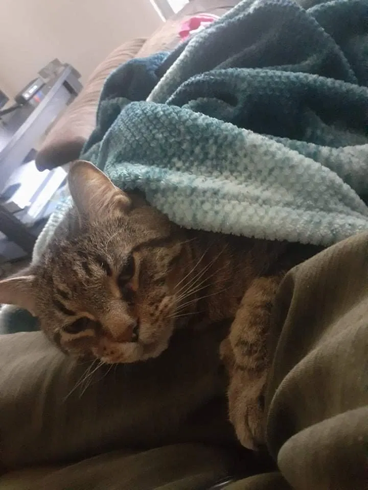Lost cat in Indianapolis, IN, 46227