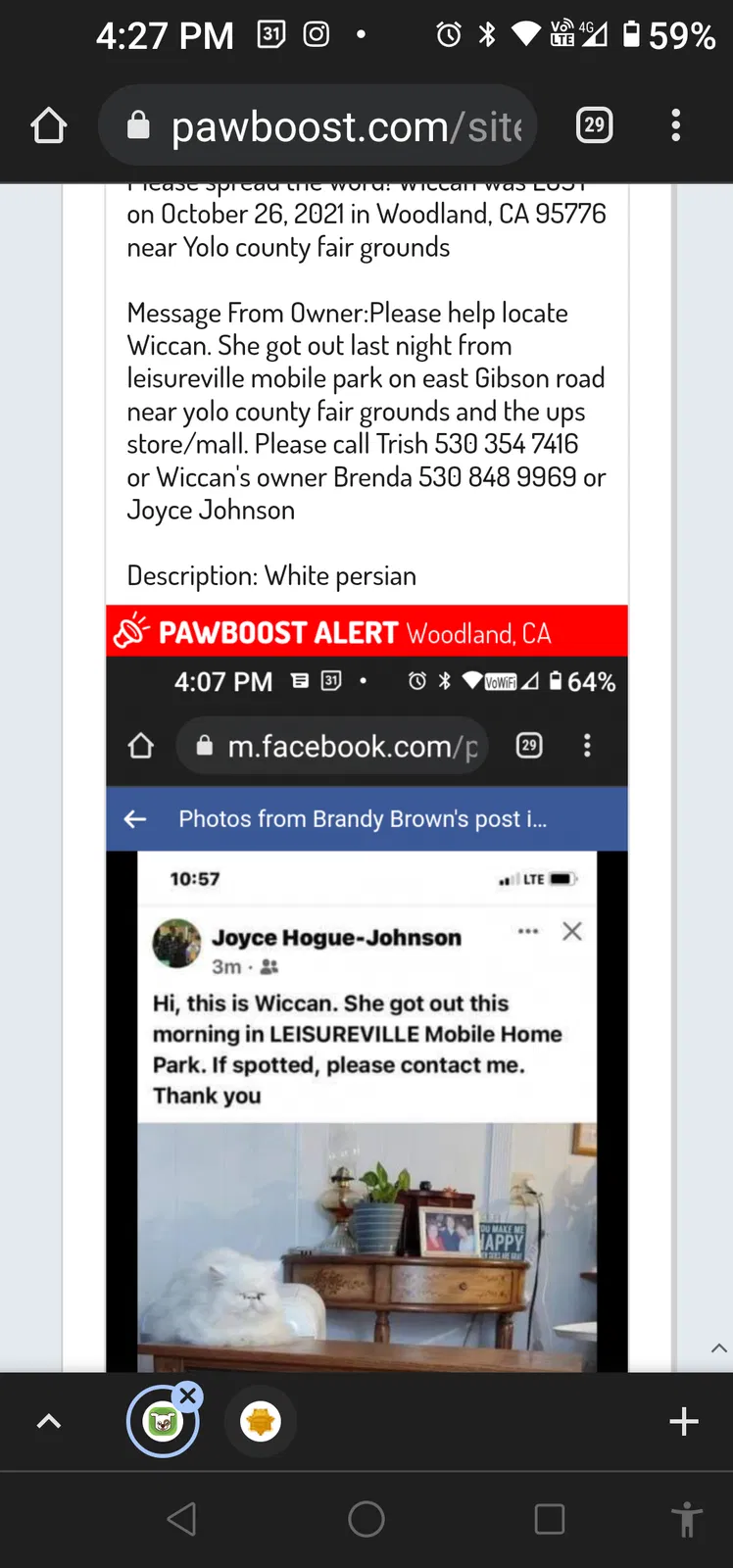 Lost cat in Woodland, CA, 95776