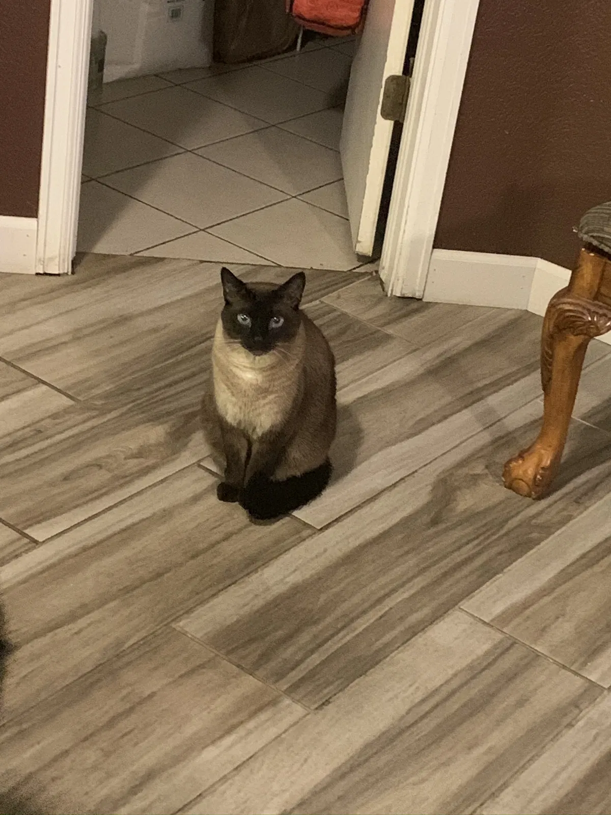 Lost cat in Denver, CO, 80249