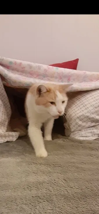 Lost cat in Fort Collins, CO, 80524