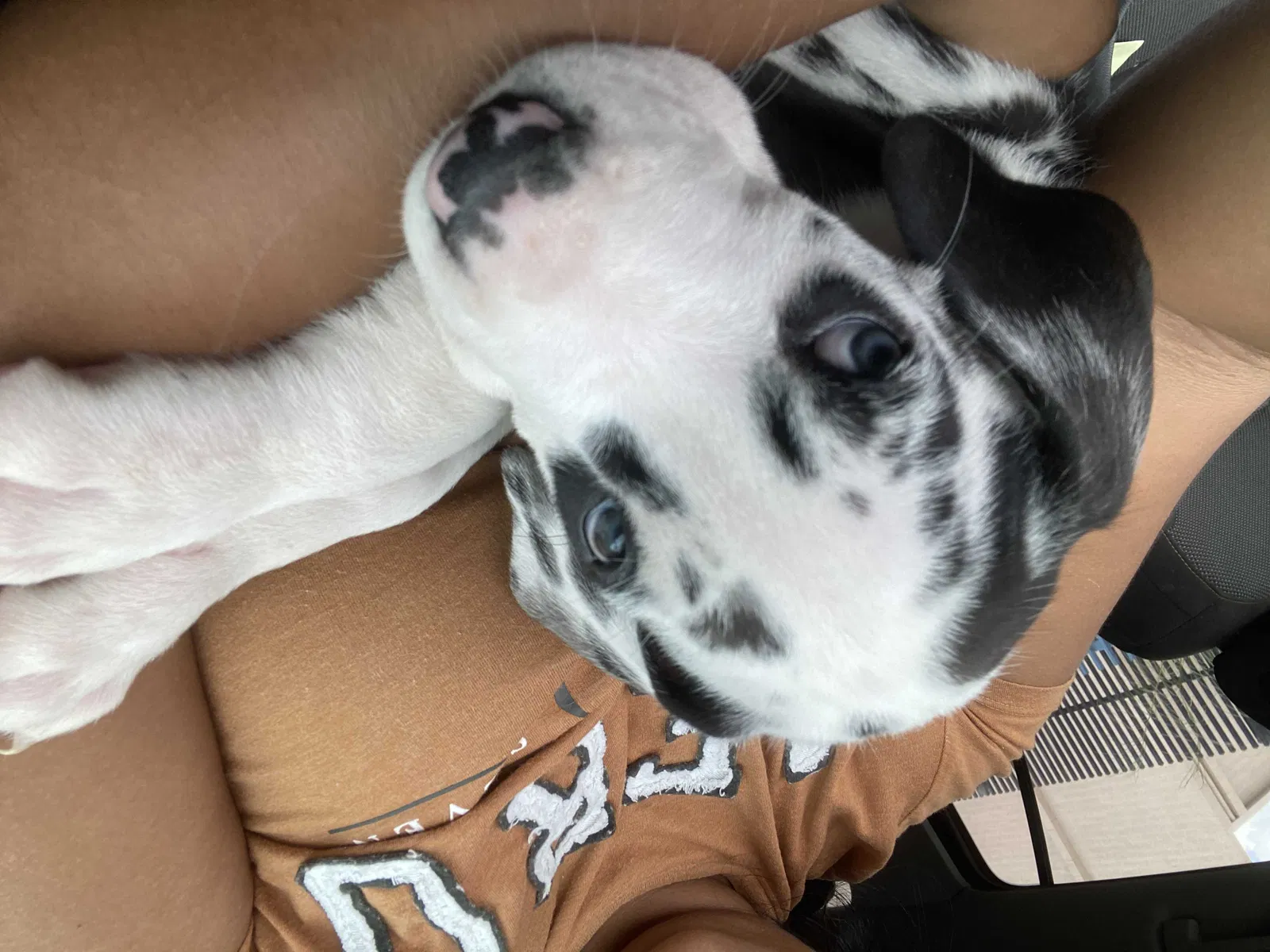 Lost dog in Phoenix, AZ, 85017
