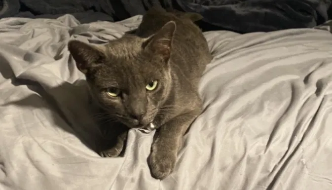 Lost cat in Hacienda Heights, CA, 91745