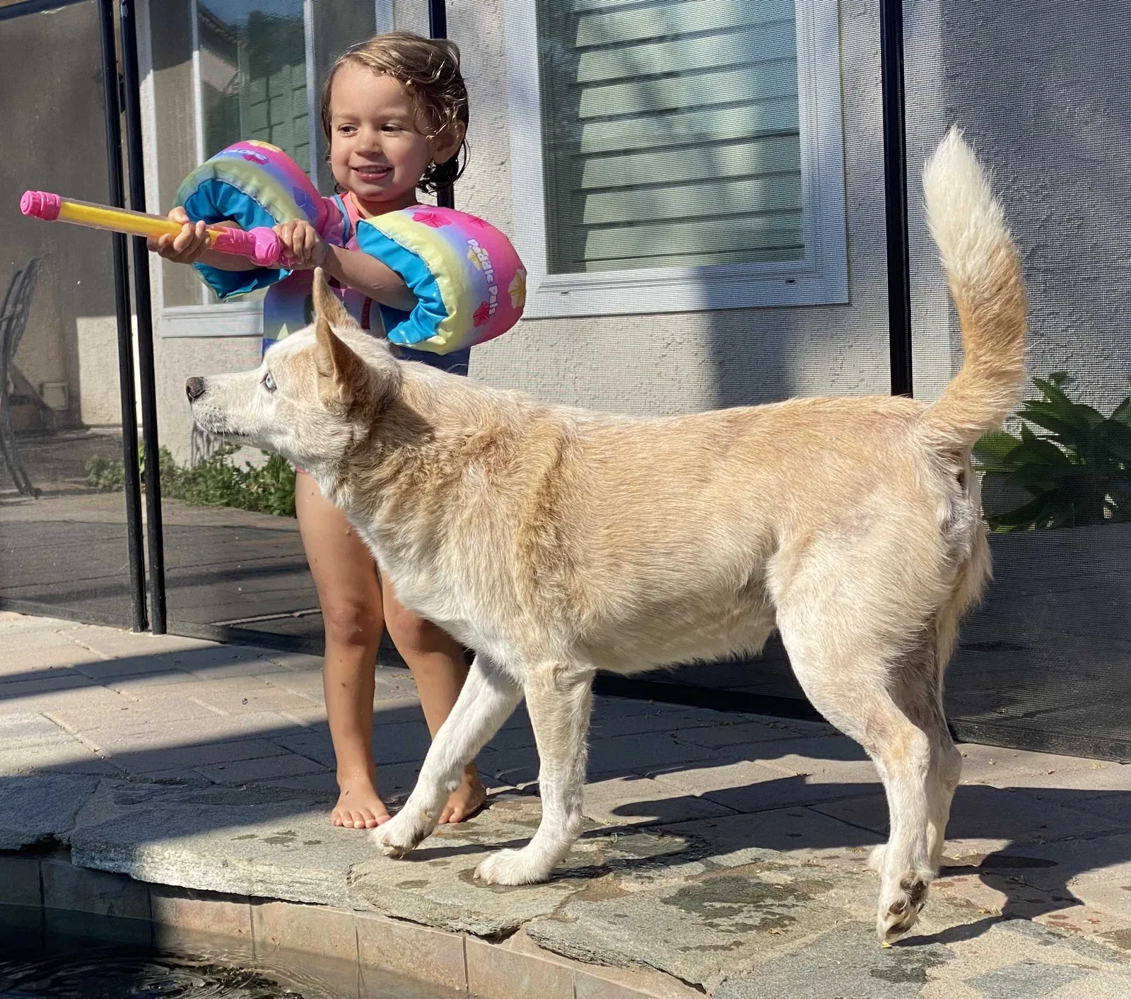 Lost dog in Vista, CA, 92084