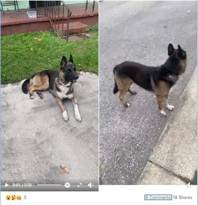 Lost dog in Savannah, GA, 31405