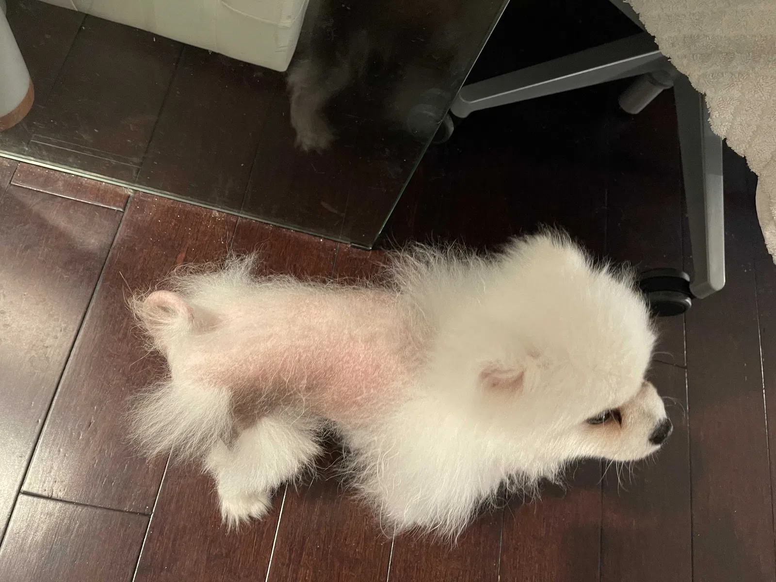 Lost dog in Fontana, CA, 92336