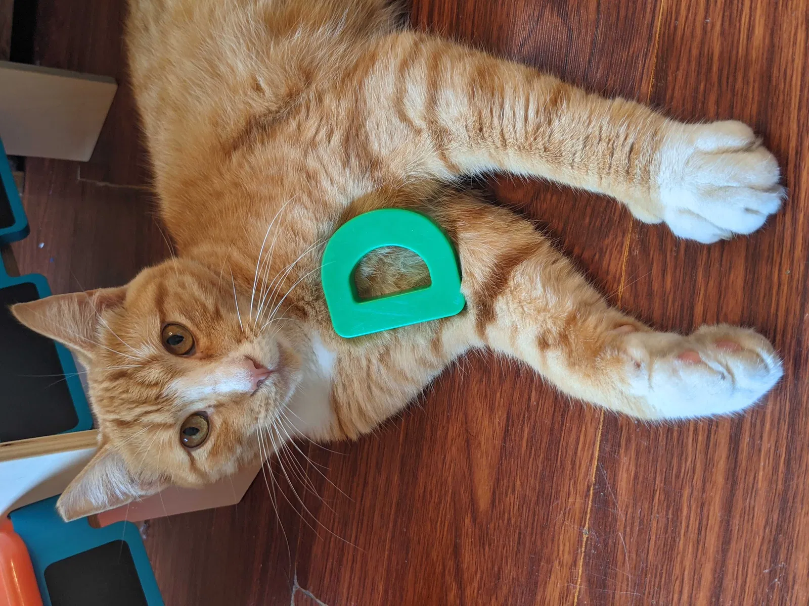 Lost cat in Portland, OR, 97267